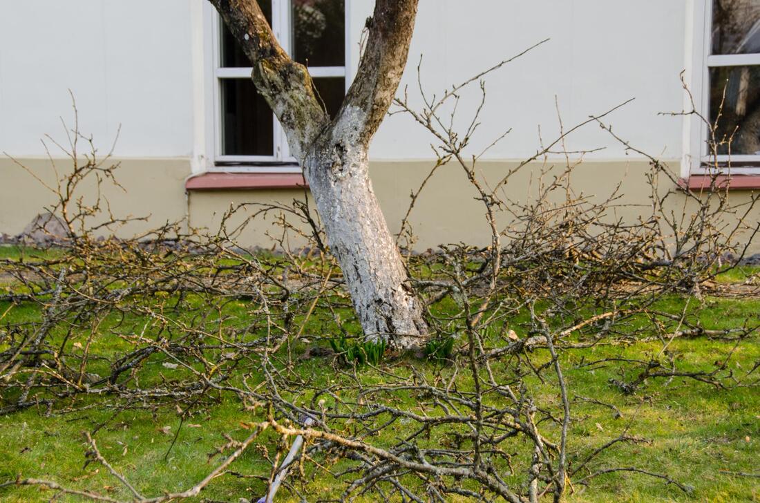 affordable emergency tree service 
